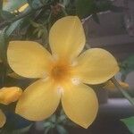 Allamanda catharticaBlomst