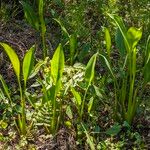 Sagittaria lancifolia Blad