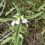 Leucas lavandulifolia Blüte