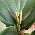 Medinilla myriantha Leaf