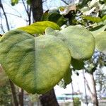 Dalbergia latifolia List