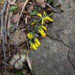 Sesbania sesban Flower