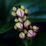 Clerodendrum umbellatum Flower