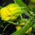 Cucurbita pepo Flower