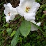 Rhododendron lindleyi Pokrój