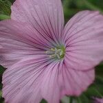 Linum viscosum Fiore