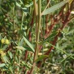 Euphorbia terracina Bark