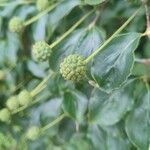 Cornus kousa 葉