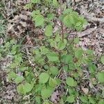 Betula nana Leaf