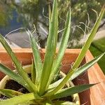 Agave toumeyana Habitatea
