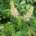 Aesculus parviflora Λουλούδι