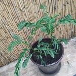 Senna didymobotrya Leaf
