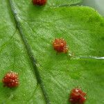 Arthropteris monocarpa Fruit