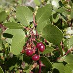 Arctostaphylos patula Fruit