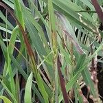 Panicum virgatum Blatt