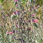 Echium angustifolium 花