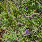 Dalea coerulea Hoja