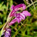 Gladiolus imbricatus Цвят