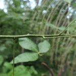 Manihot brachyloba Cortiza