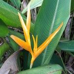 Heliconia psittacorum 花