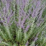 Salvia yangii Flower