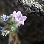 Echium arenarium 花