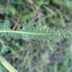 Achillea millefolium Leaf