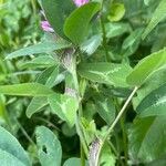 Trifolium pratense മറ്റ്