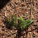 Chamaecyparis thyoides Leaf