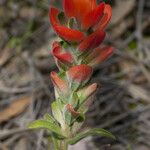 Castilleja nervata പുഷ്പം