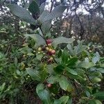 Phillyrea latifolia Fruit