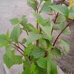 Ageratina adenophora ഇല