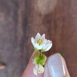 Allium massaessylum പുഷ്പം