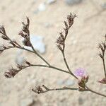 Limonium companyonis Mosusu