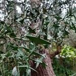 Colletia paradoxa Лист