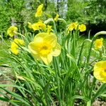 Narcissus cyclamineus Vekstform