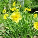 Narcissus cyclamineus Yeri