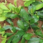Terminalia amazonia Hoja