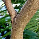 Trilepisium madagascariense Magamba