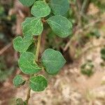 Flueggea virosa Leaf