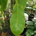 Annona purpurea Leaf