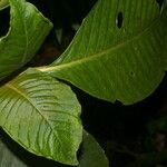 Notopleura capacifolia Flor