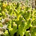 Sedum acreŽiedas