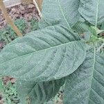 Pachystachys coccinea Feuille