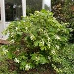 Hydrangea quercifolia Blad