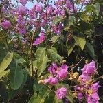 Lagerstroemia tomentosa Flor