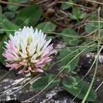 Trifolium physodes ᱵᱟᱦᱟ