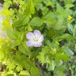 Nemophila phacelioides Leaf