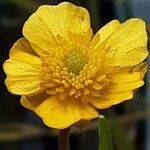 Ranunculus lingua Blüte