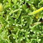 Saxifraga exarata Hoja